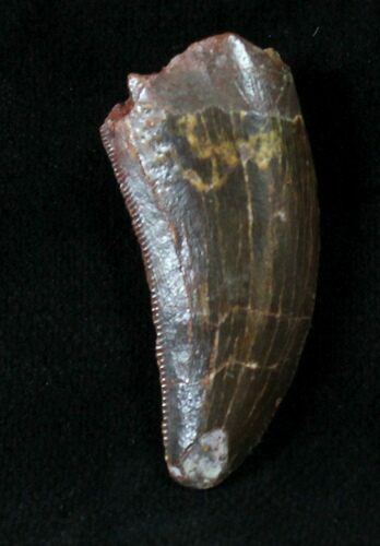 Beautiful Juvenile Carcharodontosaurus Tooth #19629